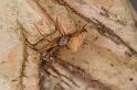 Uloborus_ZZ625_D7979_Z_89_North Stradbroke island_Australie